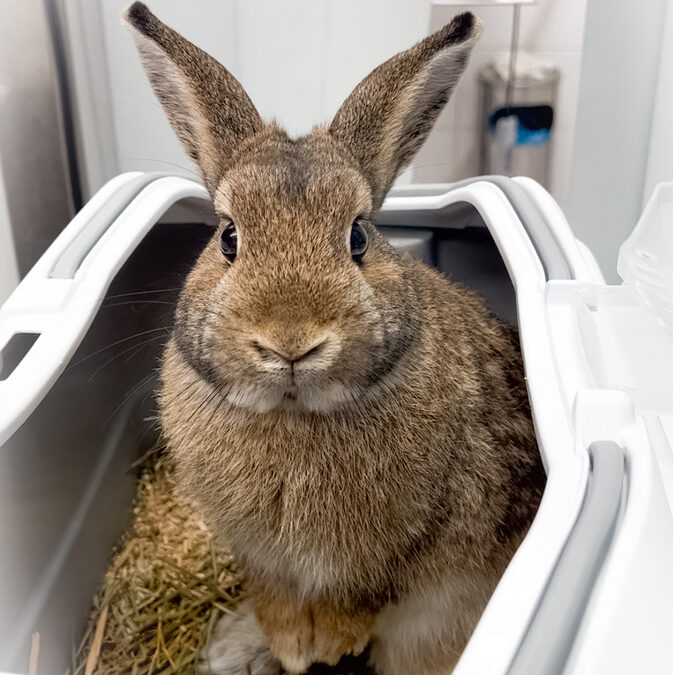 Encefalitozoonóza u&nbsp;králíků